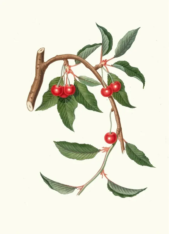 Ciligia Viscilina Ciliegio Visciolino Cherry Wall Art by Giorgio Gallesio - High-Resolution Digital Print