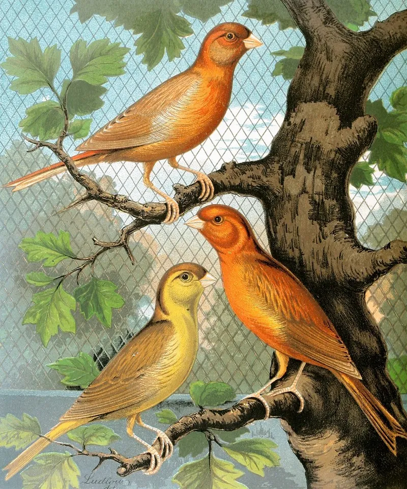 Cinammon Canaries Wall Art by W. A . Blakston - High-Resolution Digital Print