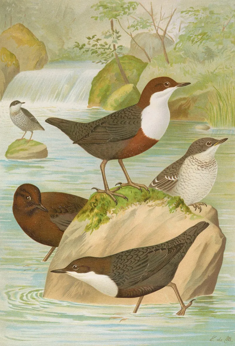 Cinclus Cinclus Aquaticus Cinclus Cinclus Cinclus Pallasi Temm Wall Art by Johann Friedrich Naumann - High-Resolution Digital Print