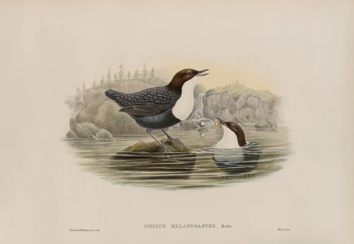 Cinclus Malanogaster Black Bellied Water Ouzel Wall Art by John Gould - High-Resolution Digital Print