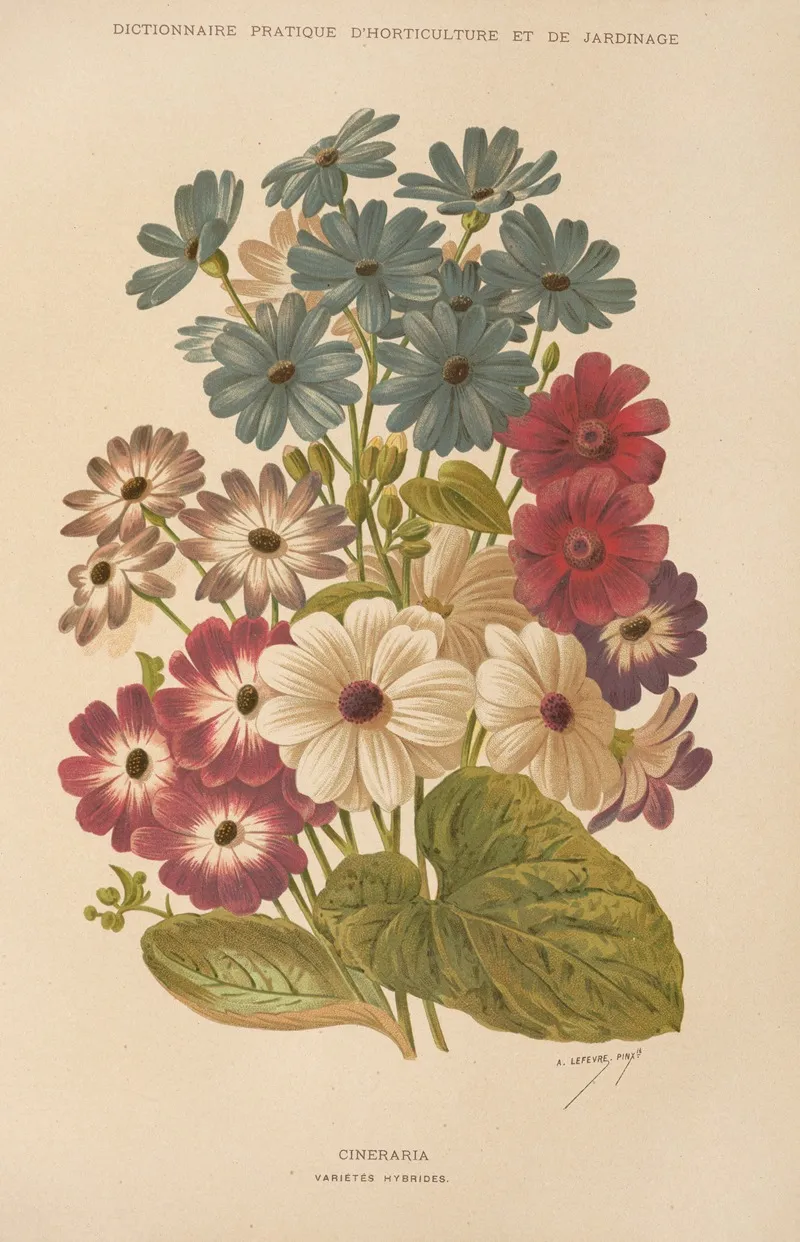 Cineraria 4 Wall Art by George Nicholson - High-Resolution Digital Print
