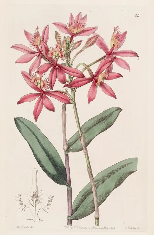 Cinnabar Epidendrum Wall Art by Sydenham Edwards - High-Resolution Digital Print