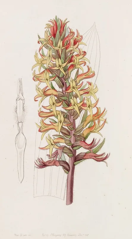 Cinnabar Stenorhynchus Wall Art by Sydenham Edwards - High-Resolution Digital Print