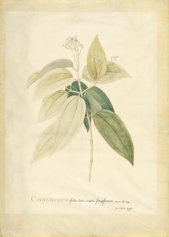 Cinnamomum Wall Art by Georg Dionysius Ehret - High-Resolution Digital Print