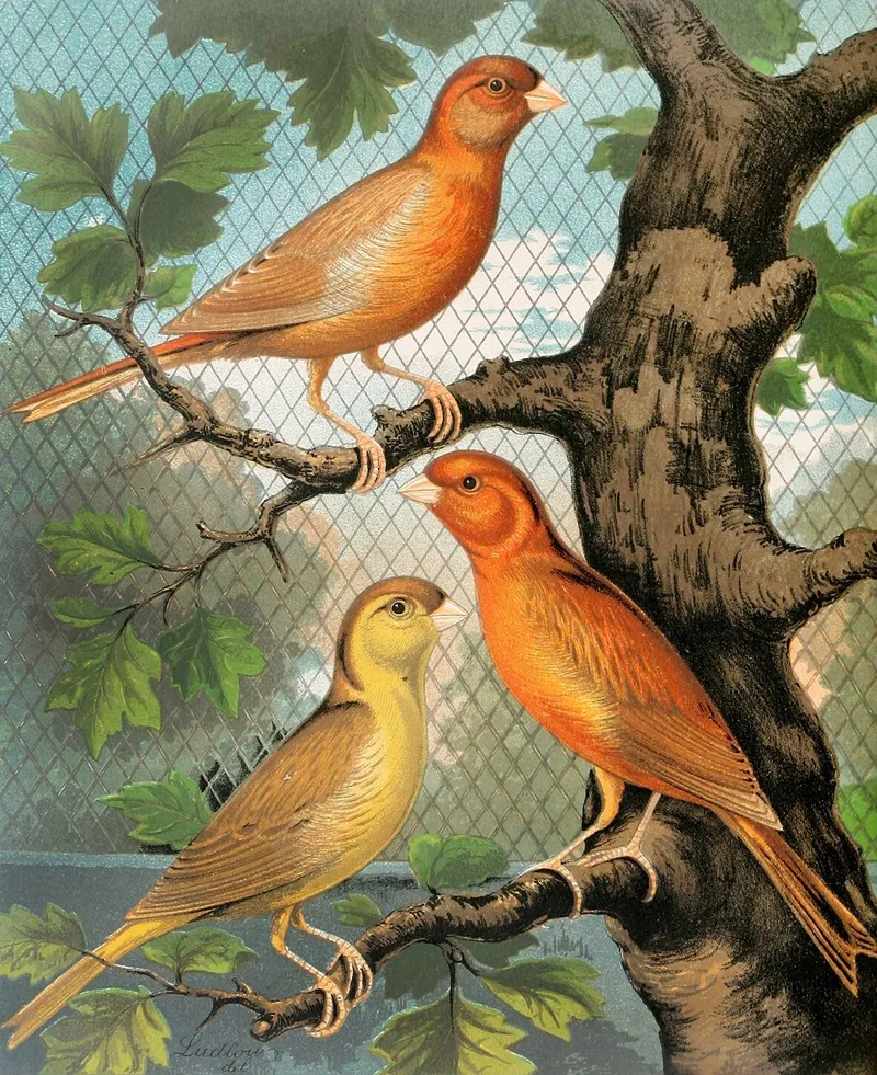 Cinnamon Canaries Norwich Type Wall Art by W. A . Blakston - High-Resolution Digital Print