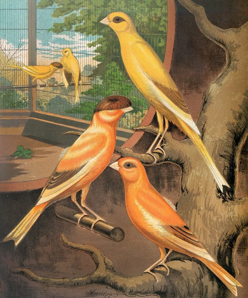 Cinnamon Canaries Wall Art by W. A . Blakston - High-Resolution Digital Print