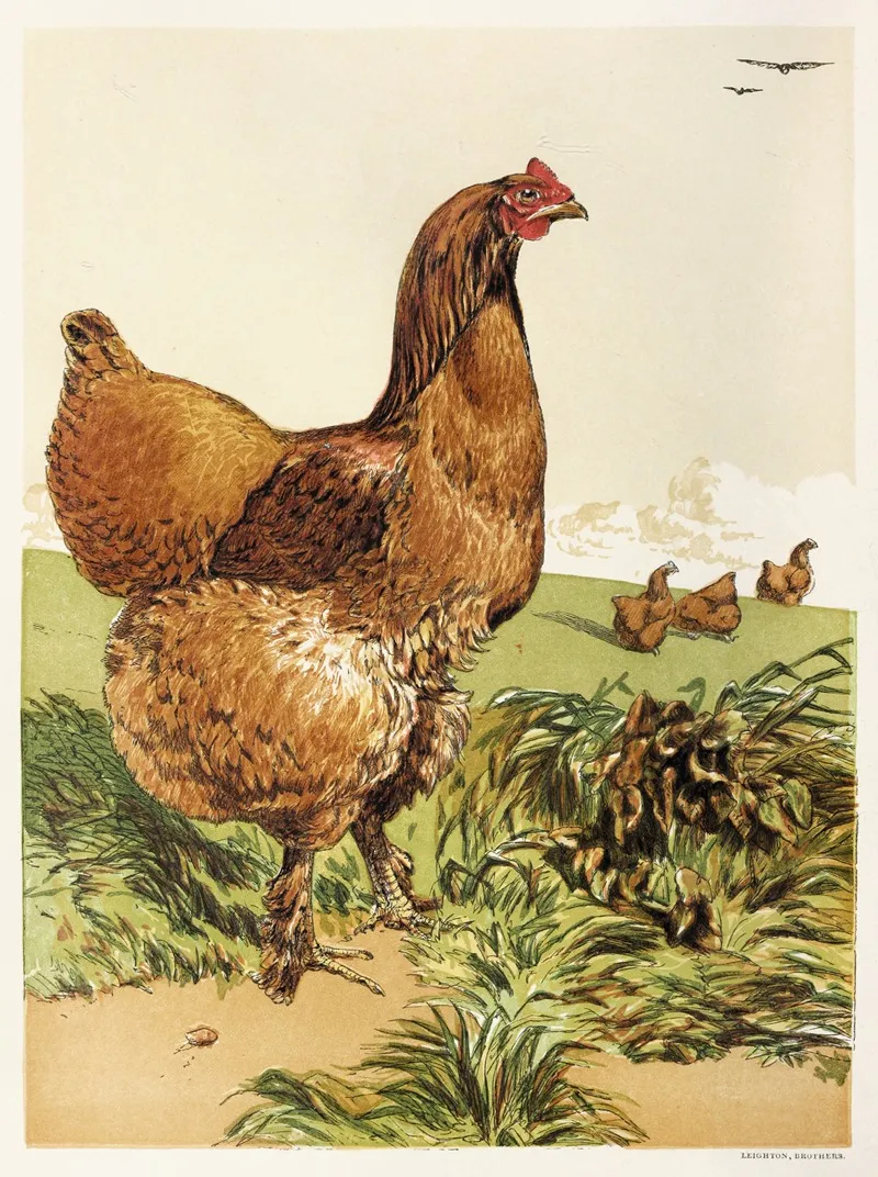 Cinnamon Cochin Hen Wall Art by Harrison Weir - High-Resolution Digital Print