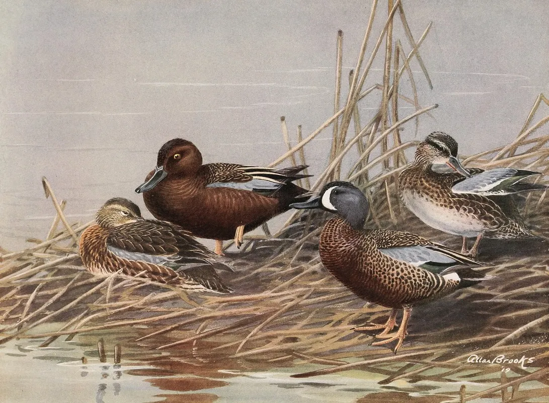 Cinnamon Teal Blue Winged Teal Wall Art by Allan Brooks - High-Resolution Digital Print