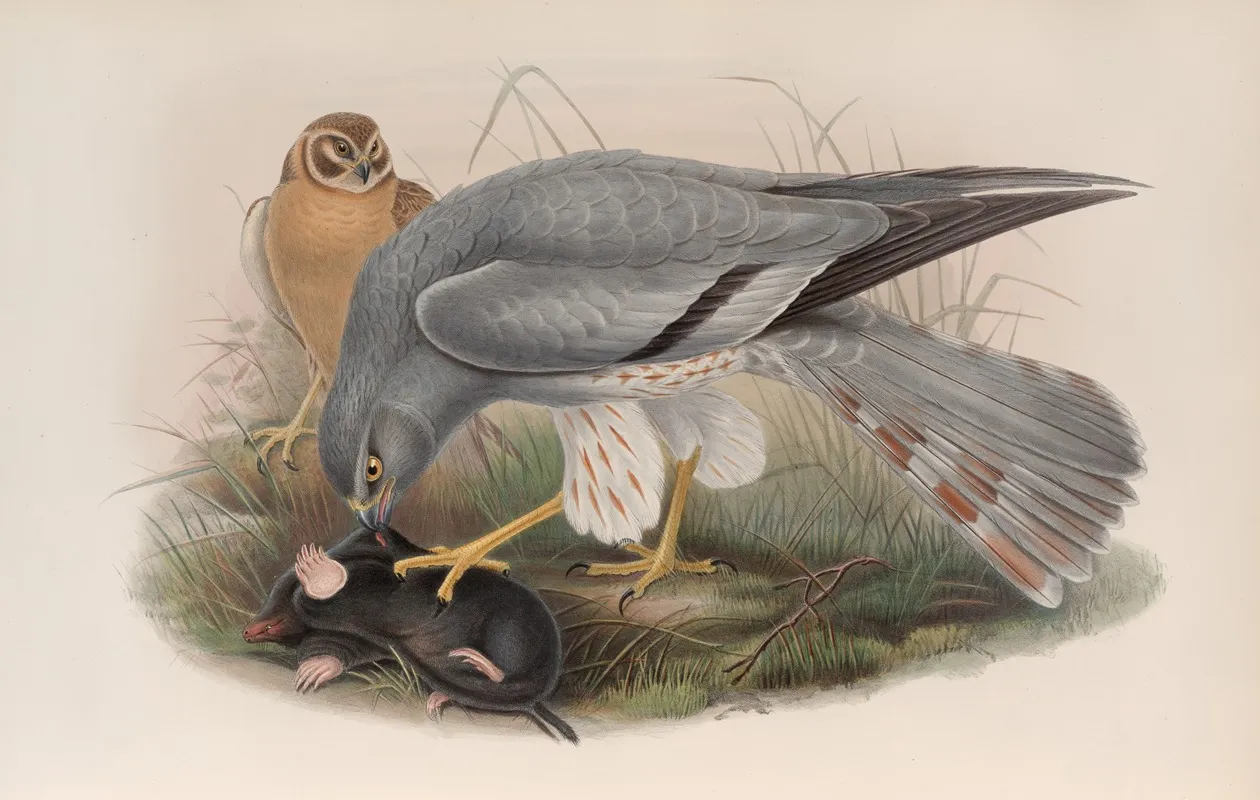 Circus Cinerascens Ash Colored Harrier Wall Art by John Gould - High-Resolution Digital Print