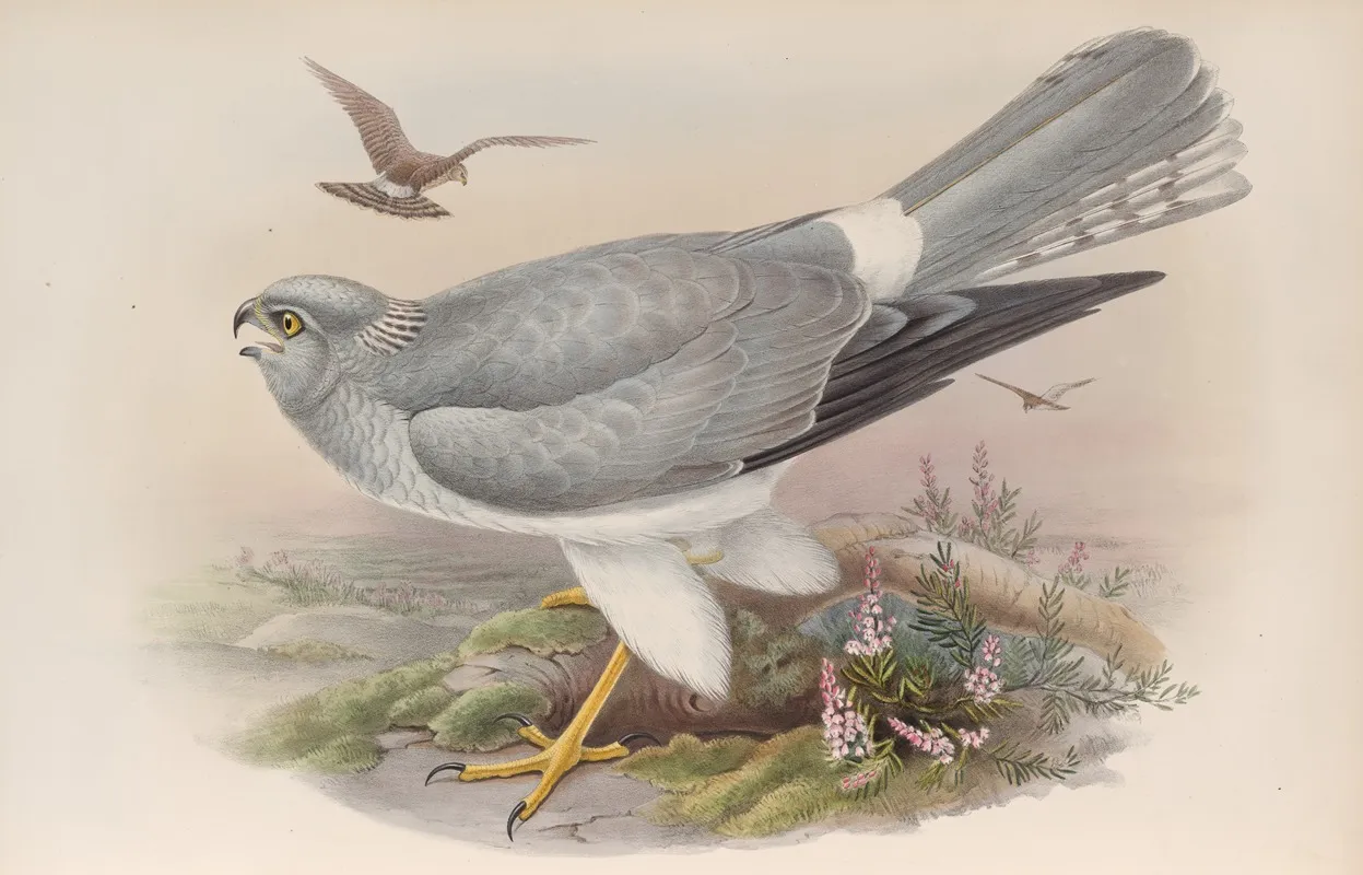 Circus Cyaneus Hen Harrier Wall Art by John Gould - High-Resolution Digital Print