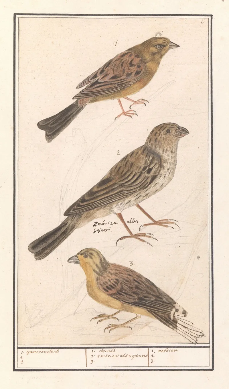 Cirlgors Emberiza Cirlus Grauwe Gors Emberiza Calandra En Een Geelgors Emberiza Citrinella Wall Art by Anselmus Boëtius de Boodt - High-Resolution Digital Print