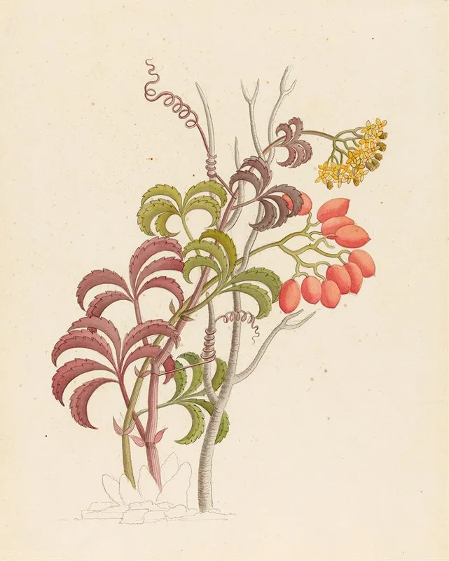 Cisfus Nov Sp Cyphostemma Quinatum Wall Art by Clemenz Heinrich Wehdemann - High-Resolution Digital Print