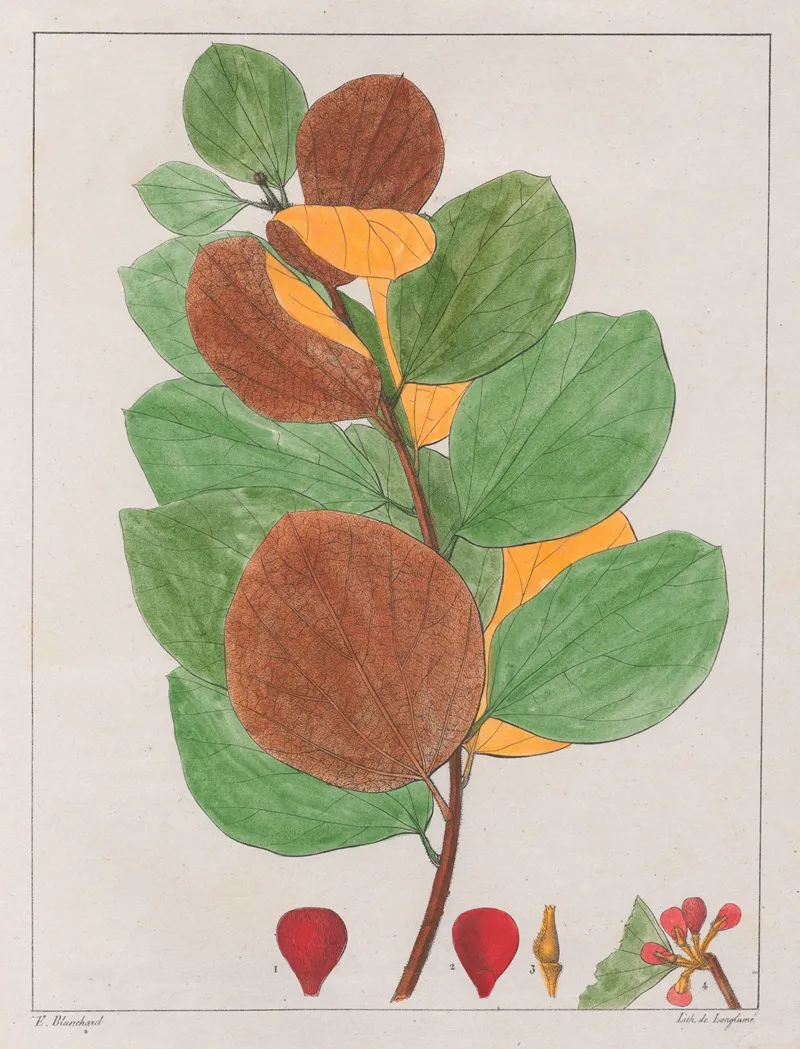 Cissampelos Ebracteata Wall Art by Auguste de Saint-Hilaire - High-Resolution Digital Print