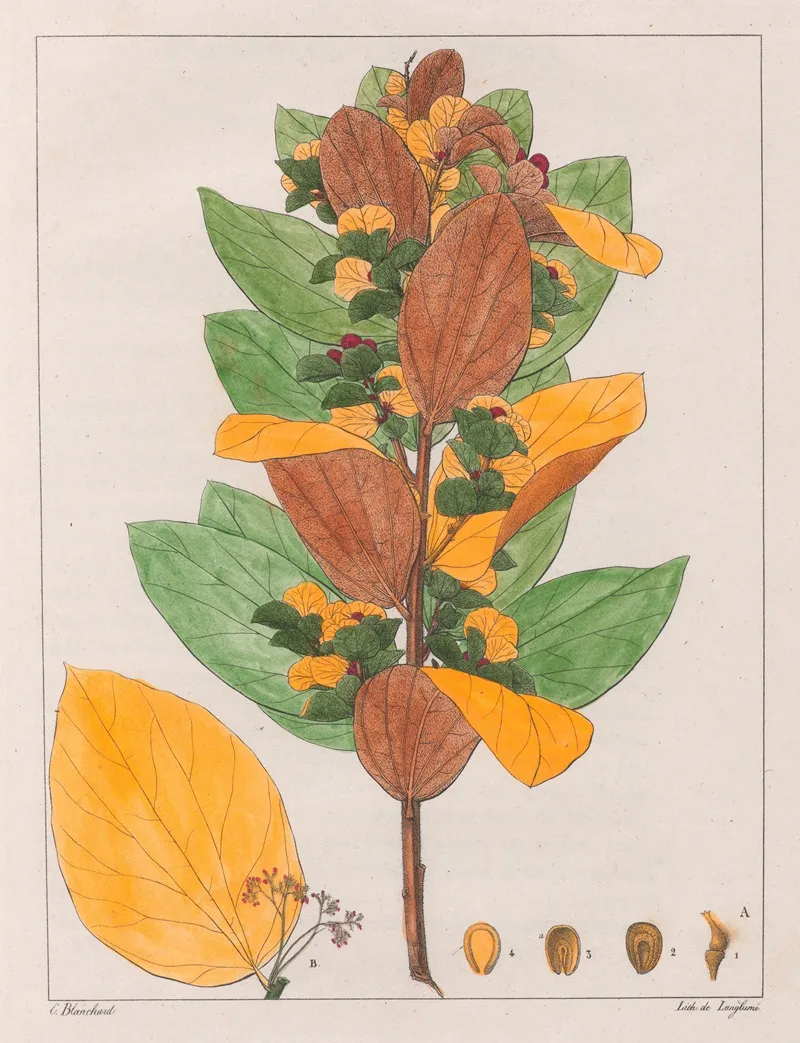 Cissampelos Ovalifolia Wall Art by Auguste de Saint-Hilaire - High-Resolution Digital Print