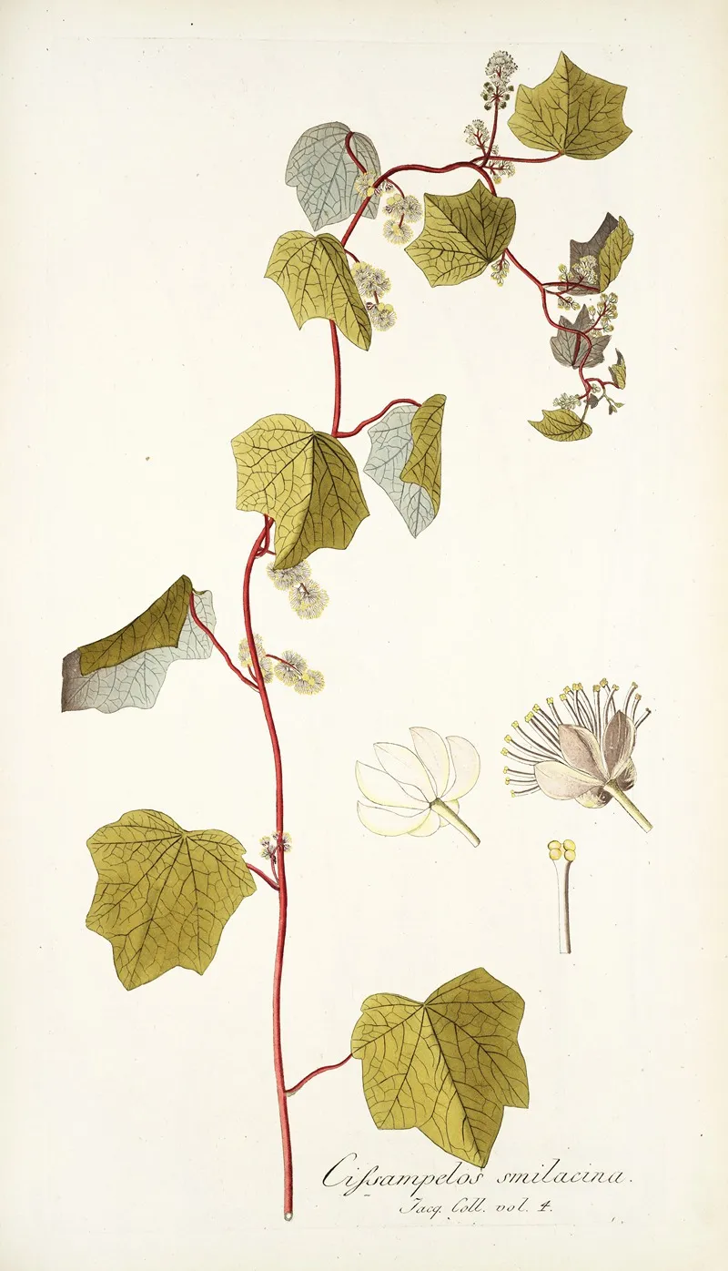 Cissampelos Smilacina Wall Art by Nikolaus Joseph Freiherr von Jacquin - High-Resolution Digital Print