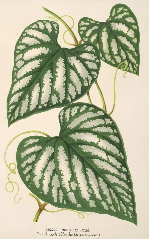 Cissus Lindeni Wall Art by Charles Antoine Lemaire - High-Resolution Digital Print