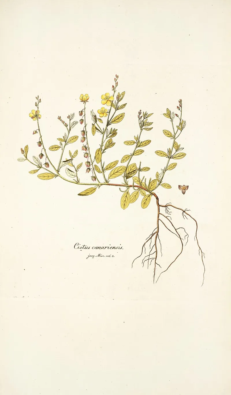 Cistus Canariensis Wall Art by Nikolaus Joseph Freiherr von Jacquin - High-Resolution Digital Print