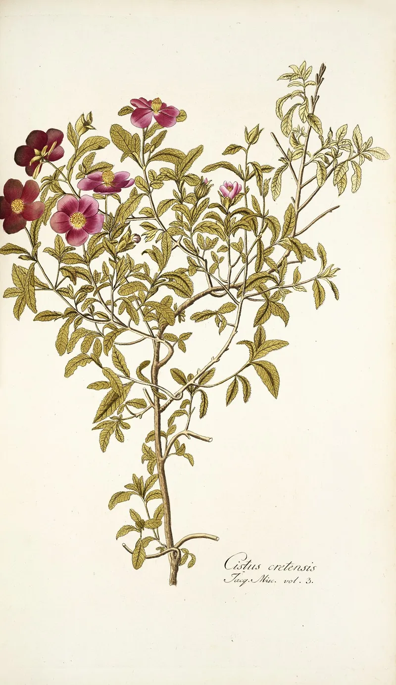 Cistus Cretensis Wall Art by Nikolaus Joseph Freiherr von Jacquin - High-Resolution Digital Print