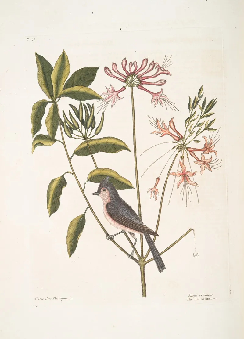 Cistus Flore Periclymini The Upright Honysuckle Parus Cristatus The Crested Titmous Wall Art by Mark Catesby - High-Resolution Digital Print