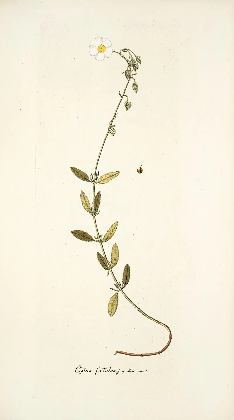Cistus Foetidus Wall Art by Nikolaus Joseph Freiherr von Jacquin - High-Resolution Digital Print