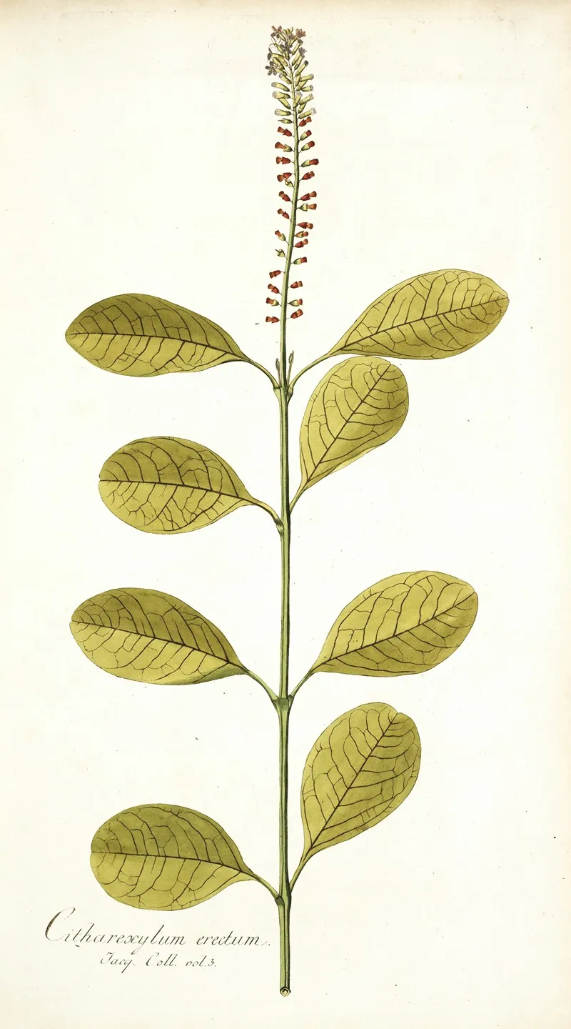 Citharexylum Erectum Wall Art by Nikolaus Joseph Freiherr von Jacquin - High-Resolution Digital Print