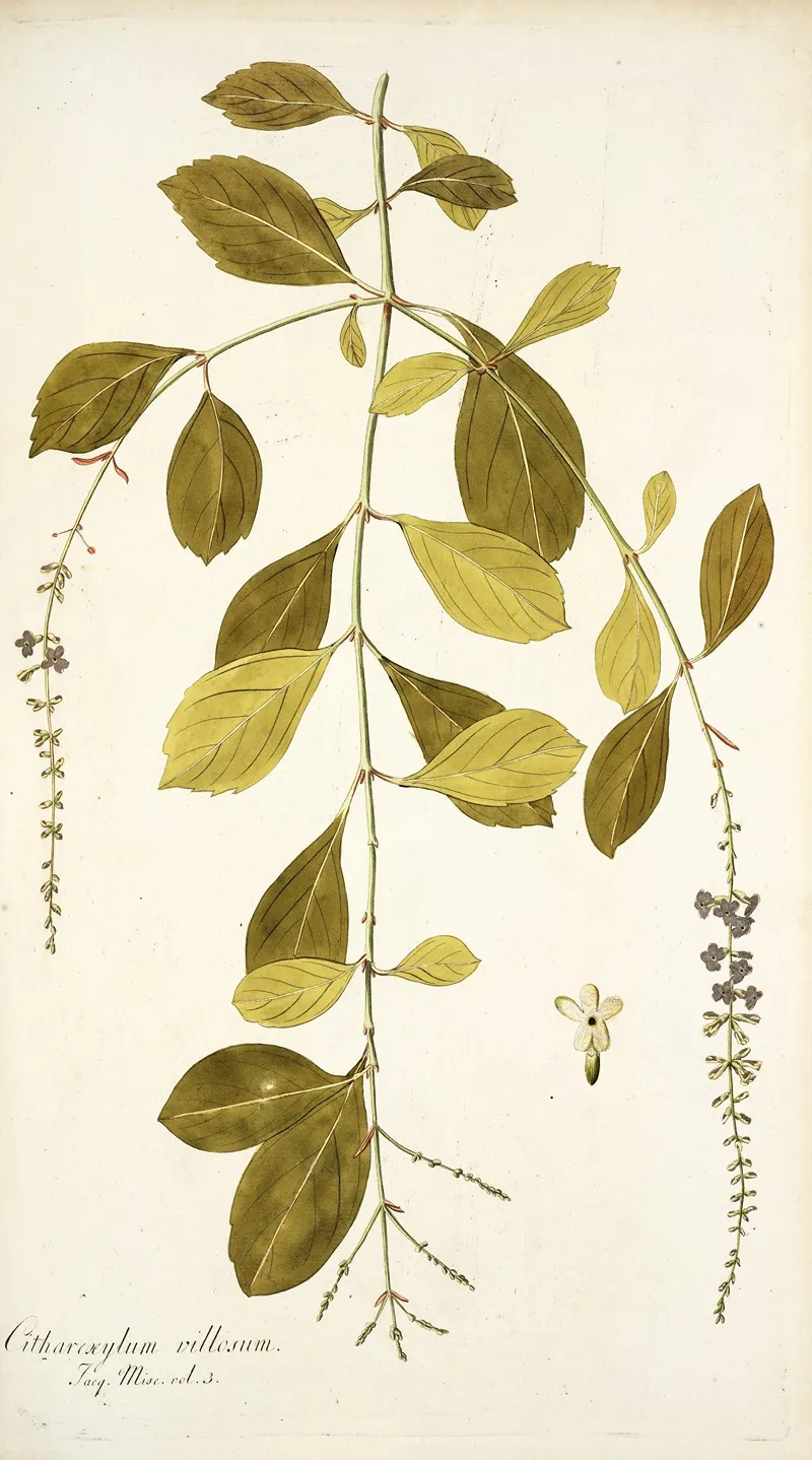 Citharexylum Villosum Wall Art by Nikolaus Joseph Freiherr von Jacquin - High-Resolution Digital Print
