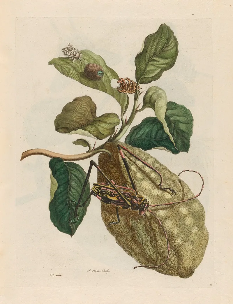 Citronier 2
