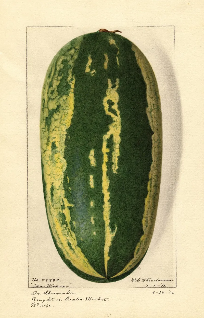 Citrullus Lanatus Tom Watson 2 Wall Art by Royal Charles Steadman - High-Resolution Digital Print