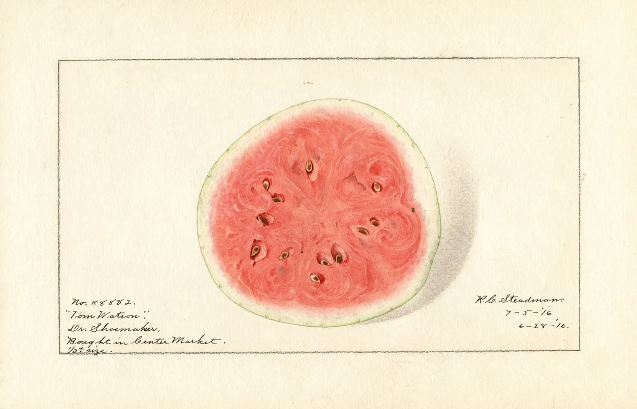 Citrullus Lanatus Tom Watson Wall Art by Royal Charles Steadman - High-Resolution Digital Print