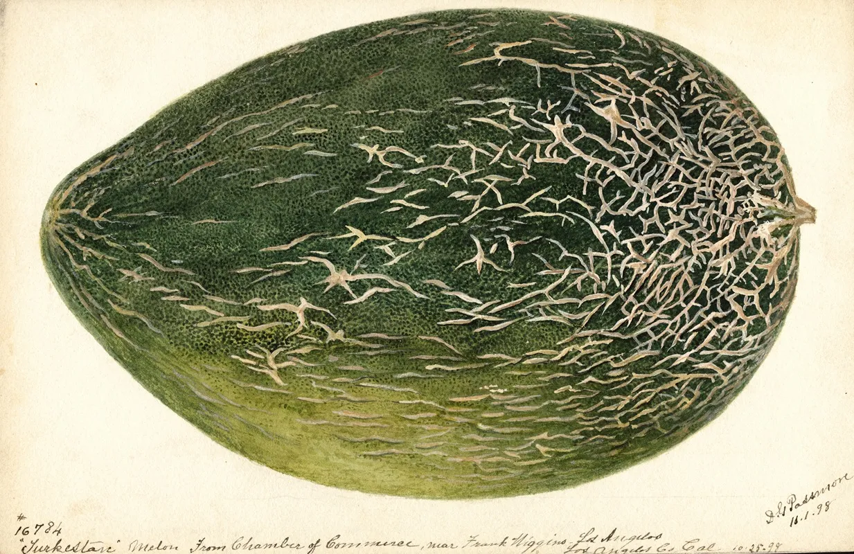 Citrullus Lanatus Turkestan Wall Art by Deborah Griscom Passmore - High-Resolution Digital Print