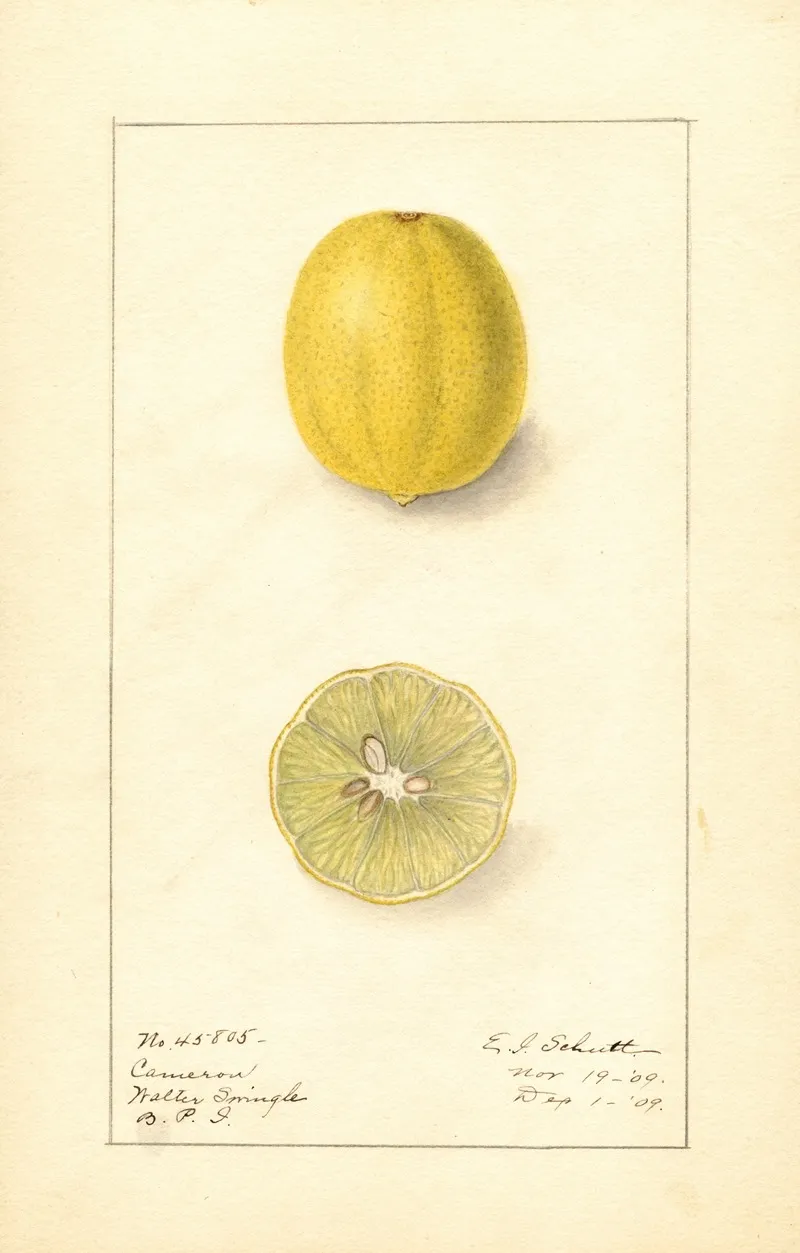 Citrus Aurantiifolia Cameron Wall Art by Ellen Isham Schutt - High-Resolution Digital Print