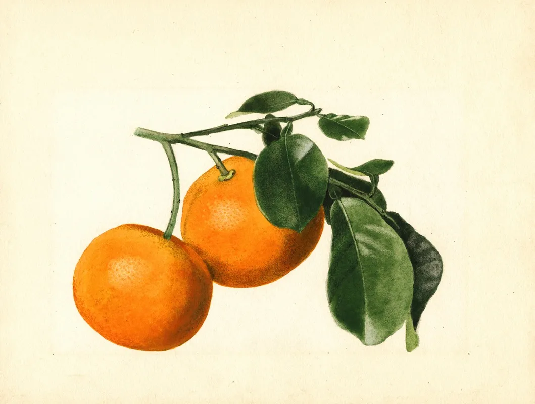 Citrus Aurantium Sour X 2 3 Wall Art by James Marion Shull - High-Resolution Digital Print