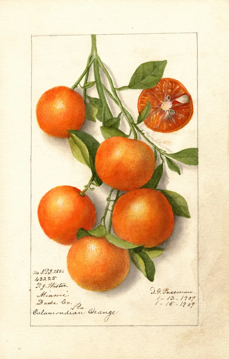 Citrus Calamondian Wall Art by Deborah Griscom Passmore - High-Resolution Digital Print
