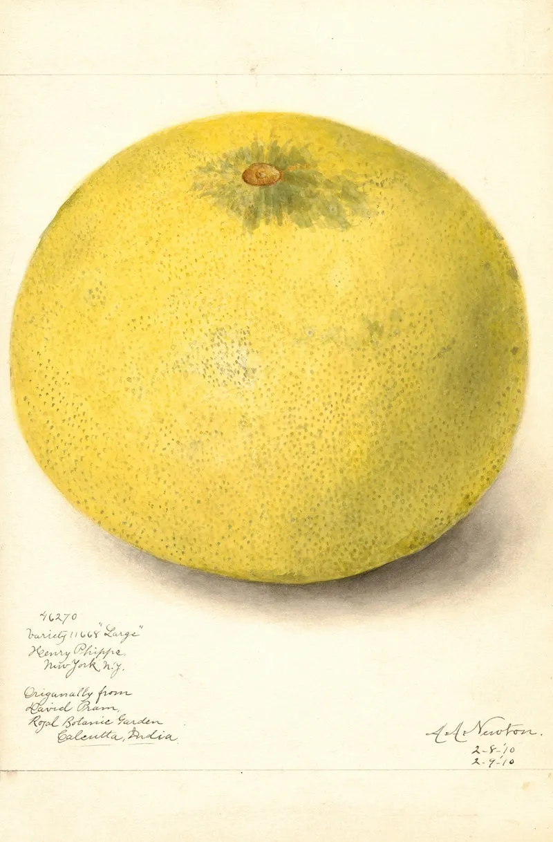 Citrus Grandis 11668 Large 2 Wall Art by Amanda Almira Newton - High-Resolution Digital Print