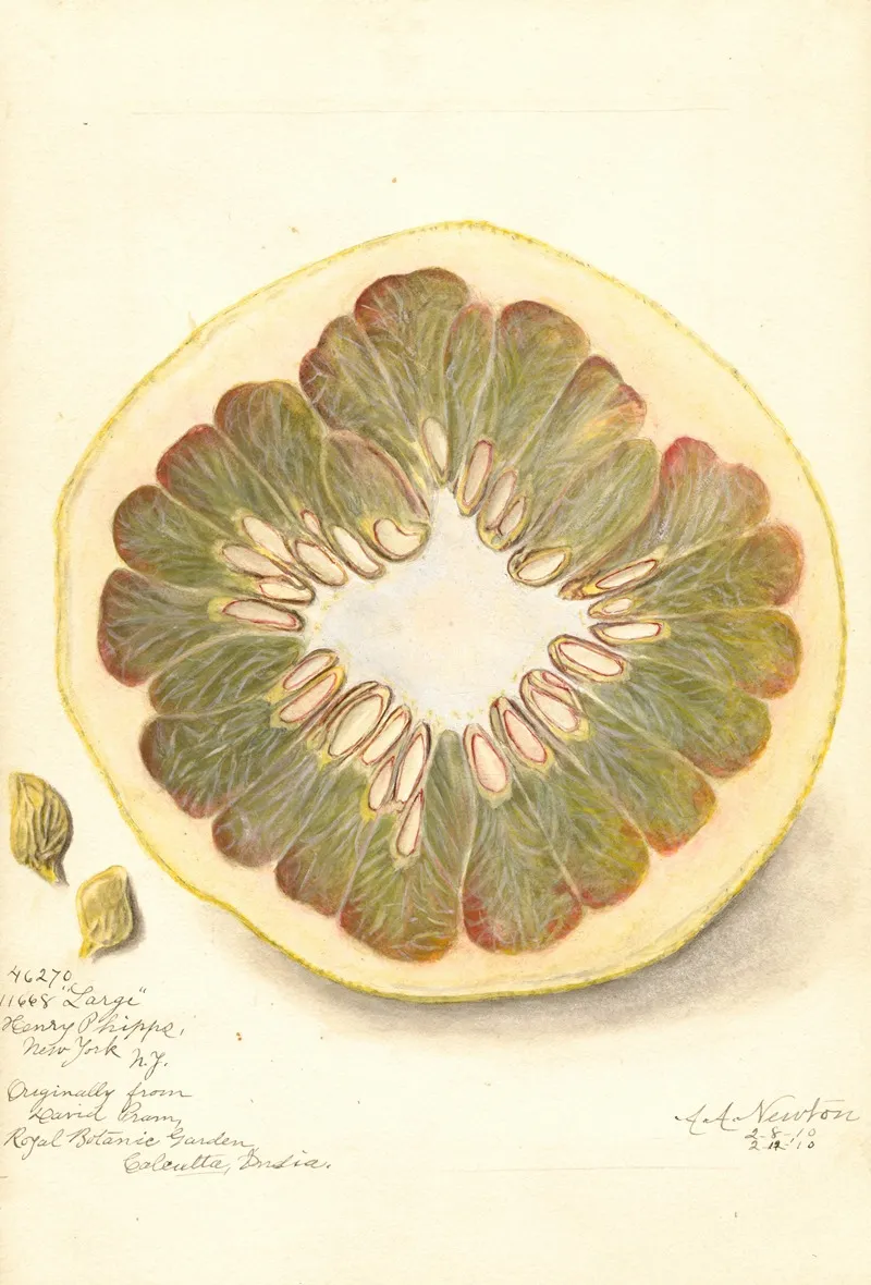 Citrus Grandis 11668 Large Wall Art by Amanda Almira Newton - High-Resolution Digital Print