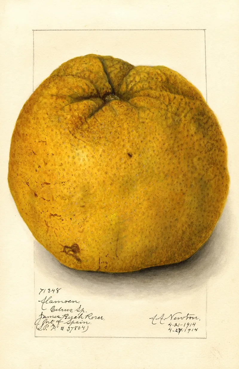 Citrus Grandis Alamoen 2 Wall Art by Amanda Almira Newton - High-Resolution Digital Print