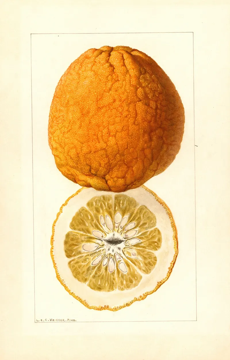 Citrus Grandis Alamoen Wall Art by Louis Charles Christopher Krieger - High-Resolution Digital Print