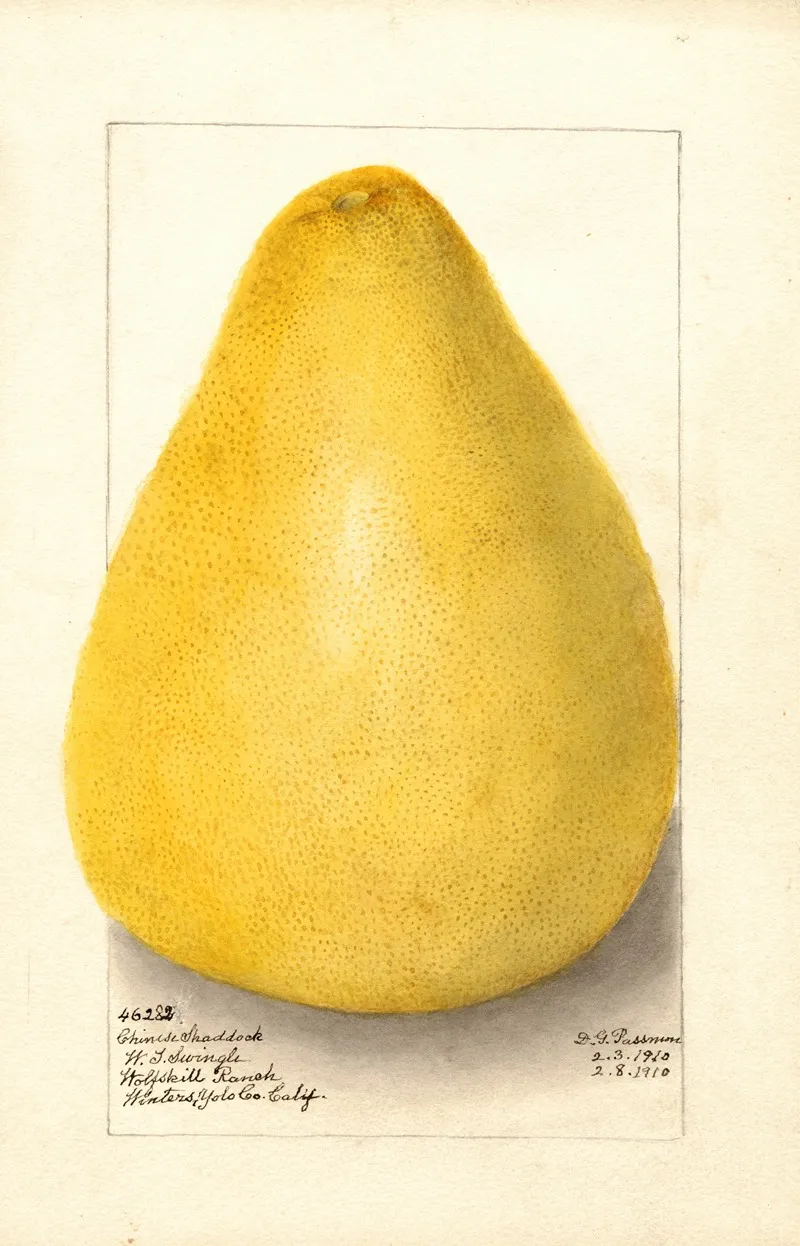 Citrus Grandis Chinese Shaddock Wall Art by Amanda Almira Newton - High-Resolution Digital Print