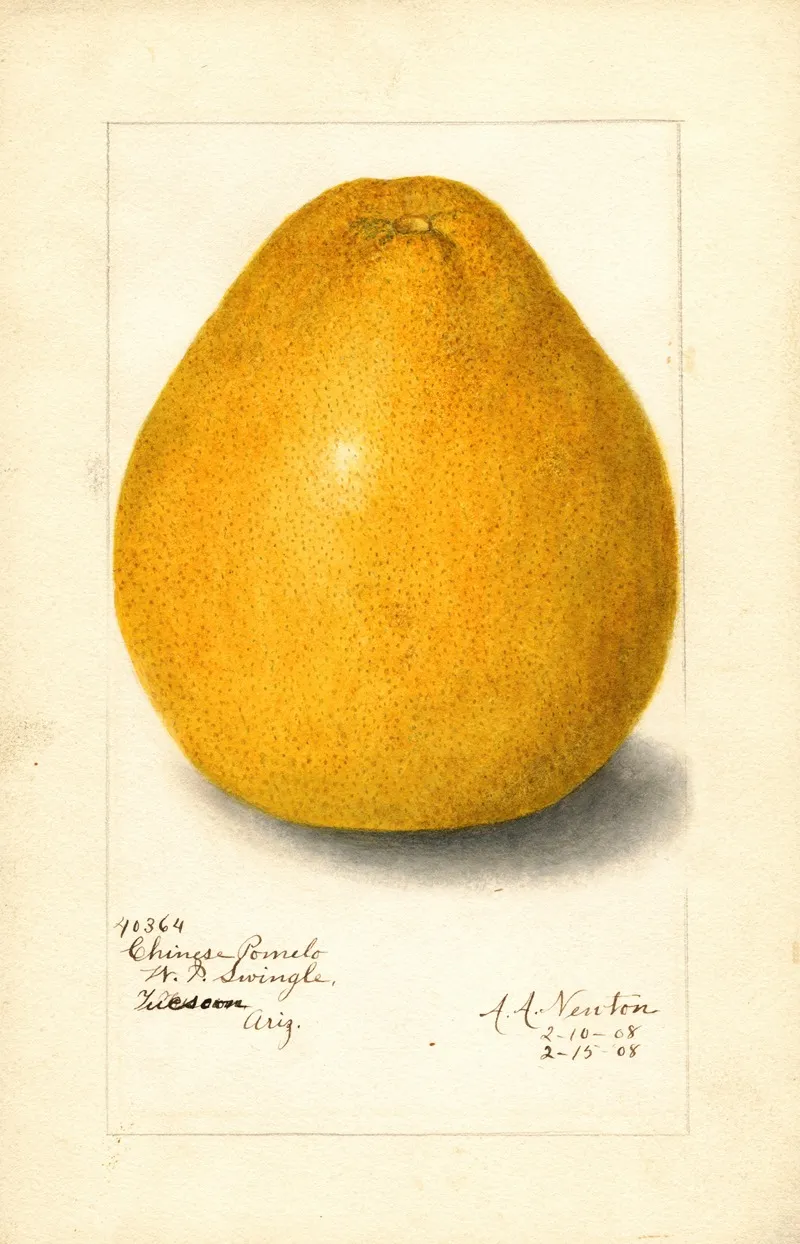 Citrus Grandis Chinese Wall Art by Amanda Almira Newton - High-Resolution Digital Print