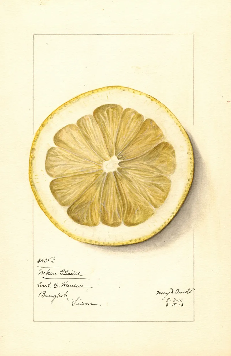 Citrus Grandis Mahon Chaisee 2 Wall Art by Mary Daisy Arnold - High-Resolution Digital Print