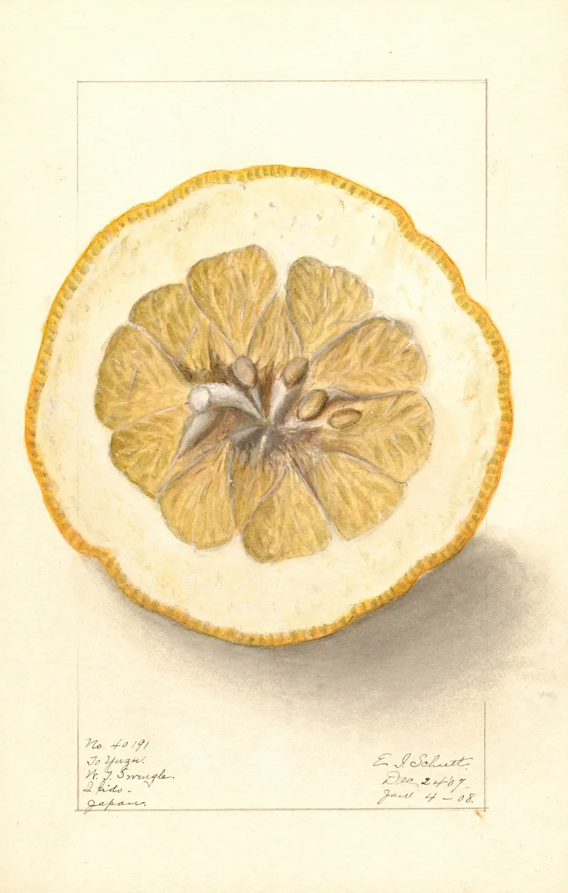 Citrus Grandis To Yuzu 2 Wall Art by Ellen Isham Schutt - High-Resolution Digital Print