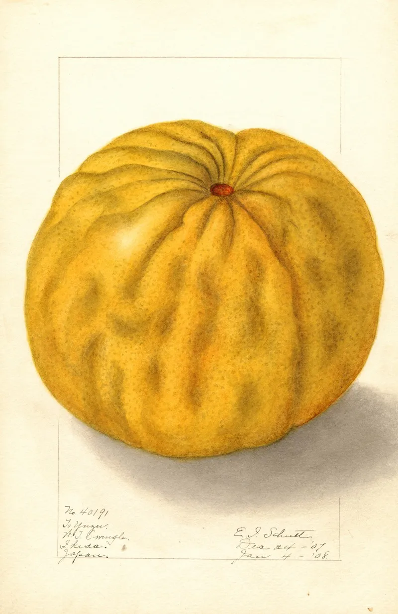 Citrus Grandis To Yuzu Wall Art by Ellen Isham Schutt - High-Resolution Digital Print