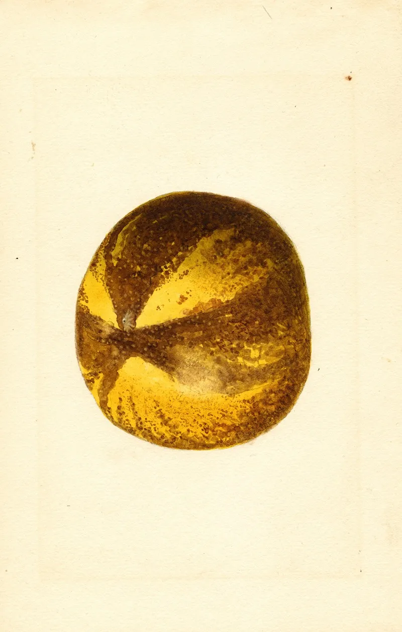 Citrus Grandis Wall Art by James Marion Shull - High-Resolution Digital Print
