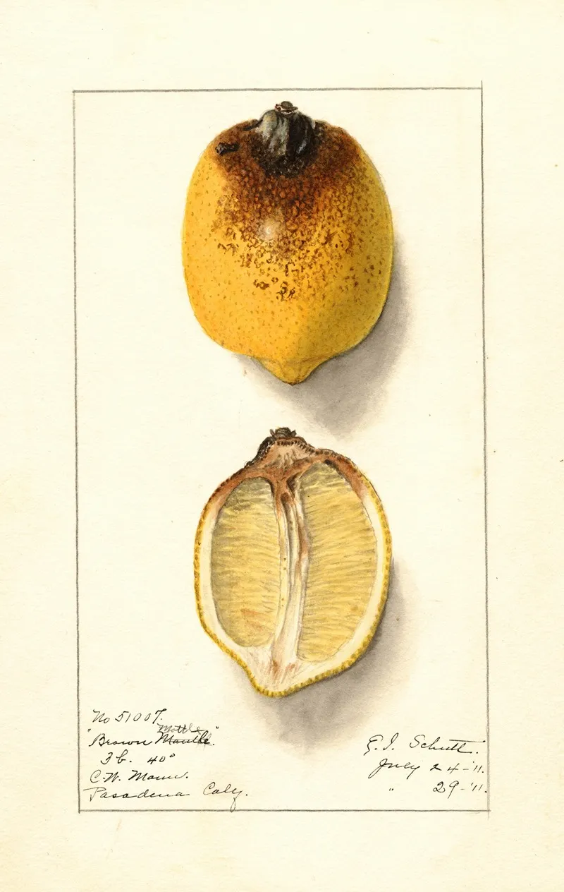 Citrus Limon 12 Wall Art by Ellen Isham Schutt - High-Resolution Digital Print