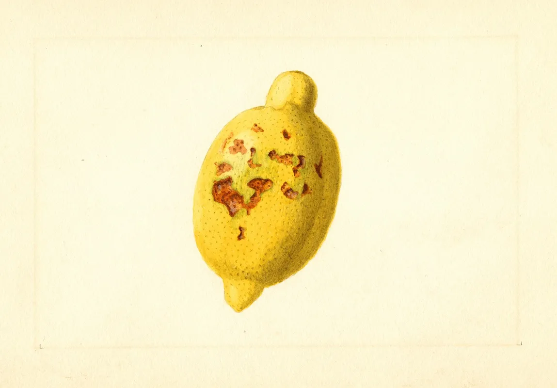 Citrus Limon 14 Wall Art by James Marion Shull - High-Resolution Digital Print