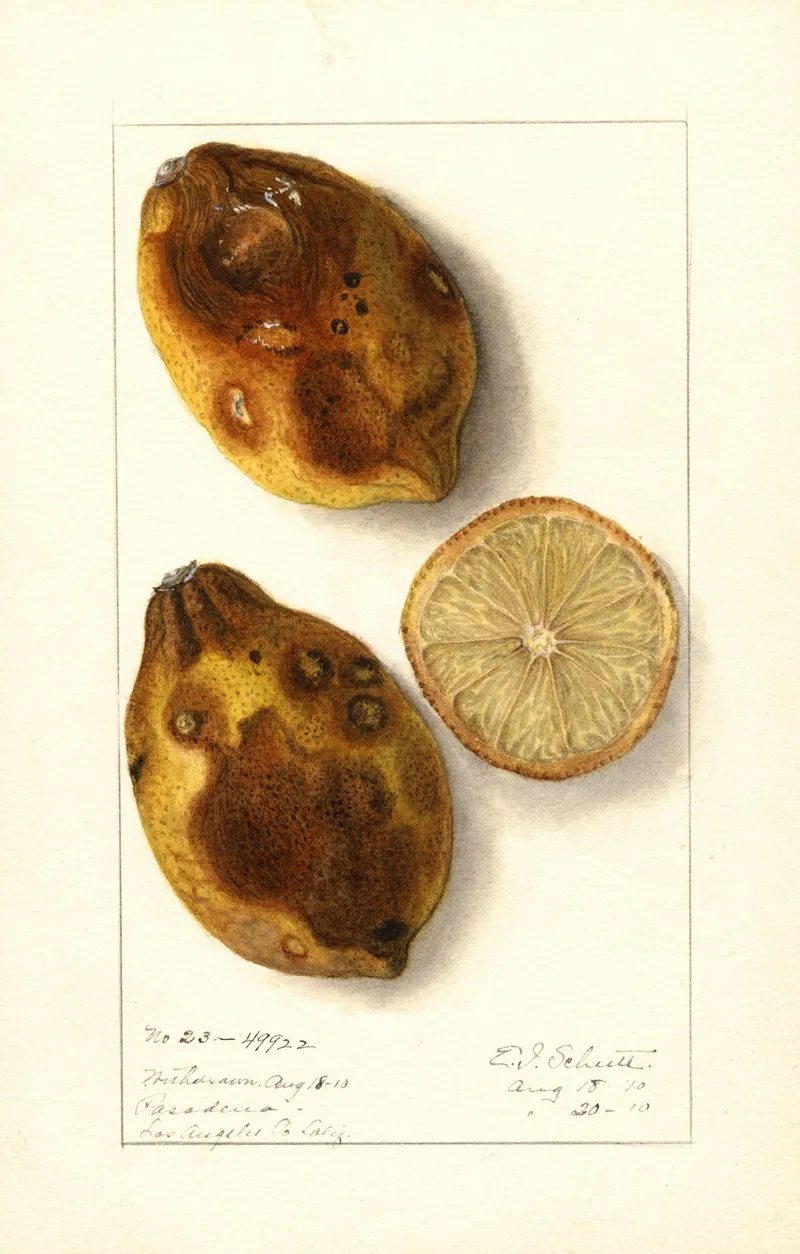 Citrus Limon 15 Wall Art by Ellen Isham Schutt - High-Resolution Digital Print