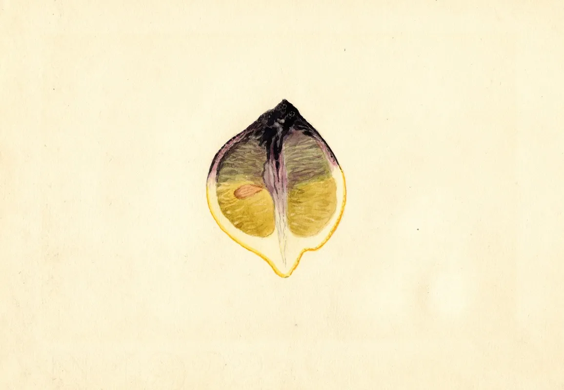 Citrus Limon 16 Wall Art by James Marion Shull - High-Resolution Digital Print