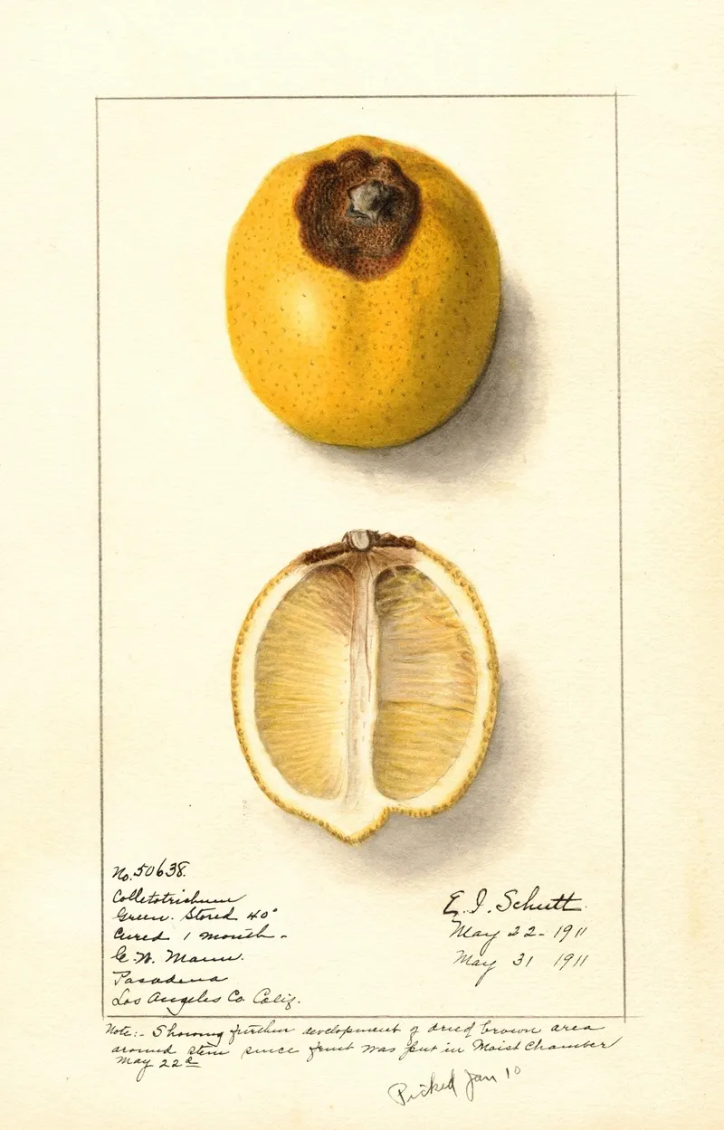 Citrus Limon 20 Wall Art by Ellen Isham Schutt - High-Resolution Digital Print