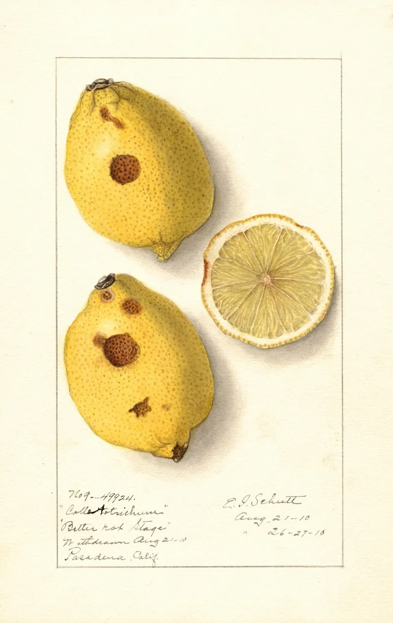 Citrus Limon 21 Wall Art by Ellen Isham Schutt - High-Resolution Digital Print