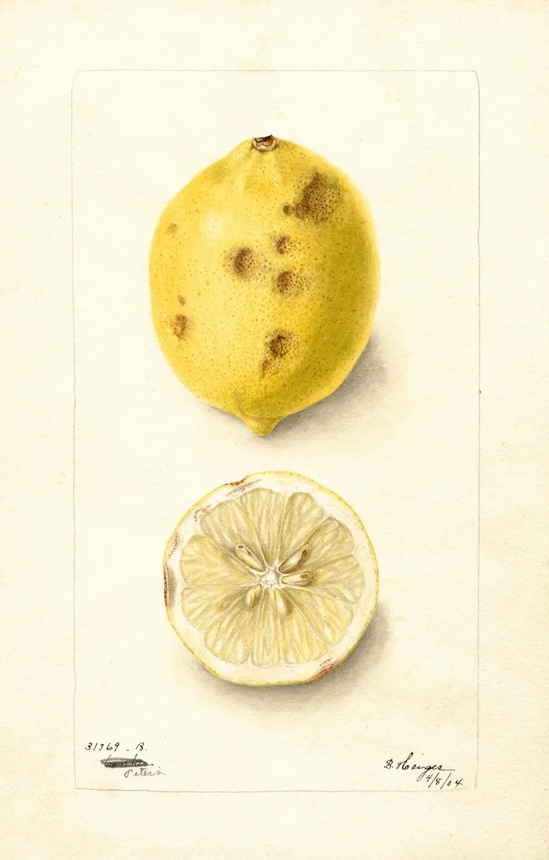 Citrus Limon 23 Wall Art by Bertha Heiges - High-Resolution Digital Print